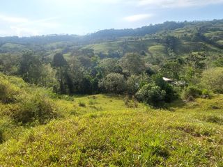 Foto 26 de VENDO FINCA GANADERA 34.7 HA EN TARAPOTO - PERU