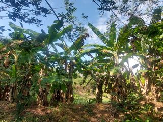 Foto 39 de VENDO FINCA GANADERA 34.7 HA EN TARAPOTO - PERU