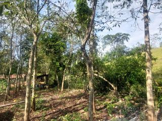Foto 27 de VENDO FINCA GANADERA 34.7 HA EN TARAPOTO - PERU