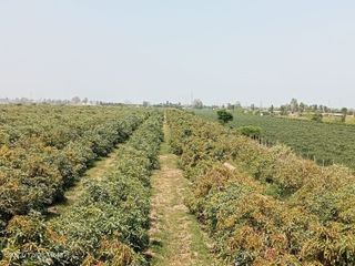 Venta De Terreno Agricola En Chincha