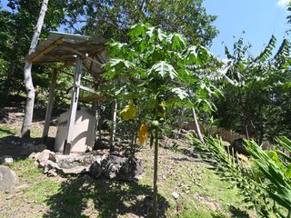 Foto 6 de VENDO TERRENO 2.60 Has. TARAPOTO PERÚ