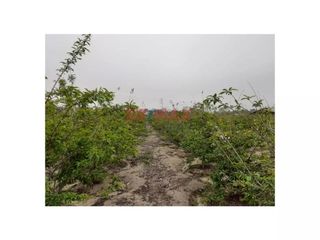 Foto 7 de Se Vende Terreno En Huaral
