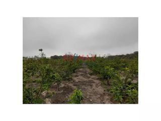 Foto 8 de Se Vende Terreno En Huaral