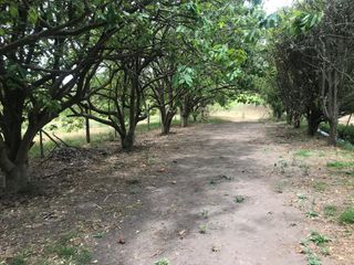 VENTA FINCA 3 HECT. GUAYLLABAMBA