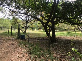 VENTA FINCA 3 HECT. GUAYLLABAMBA