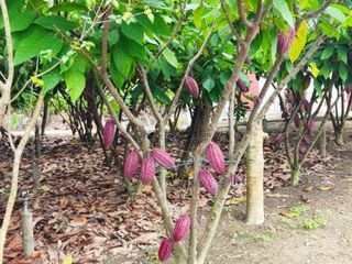 Venta de hacienda de cacao y arroz de 30 hectáreas. Vía a Puerto Inca. Sector Churute By Pass 3