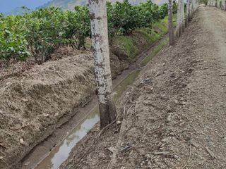 Venta de hacienda de cacao y arroz de 30 hectáreas. Vía a Puerto Inca. Sector Churute By Pass 3