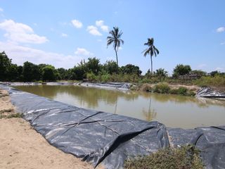 Foto 10 de VENTA DE TERRENO – CARRETERA SULLANA-TAMBOGRANDE-PIURA