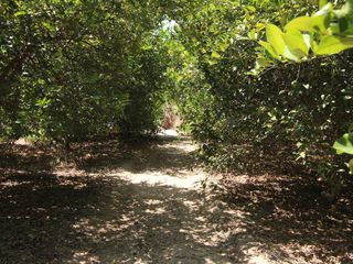 Foto 6 de VENTA DE TERRENO – CARRETERA SULLANA-TAMBOGRANDE-PIURA