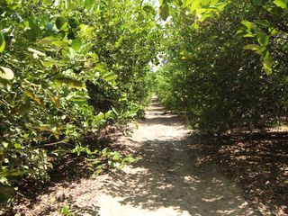 Foto 1 de VENTA DE TERRENO – CARRETERA SULLANA-TAMBOGRANDE-PIURA