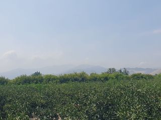 Foto 11 de VENDO TERRENO AGRICOLA A 13 minutos del centro de Huaral y 35m del MegaPuerto de Chancay