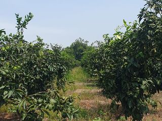 Foto 14 de VENDO TERRENO AGRICOLA A 13 minutos del centro de Huaral y 35m del MegaPuerto de Chancay