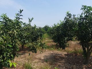 Foto 13 de VENDO TERRENO AGRICOLA A 13 minutos del centro de Huaral y 35m del MegaPuerto de Chancay