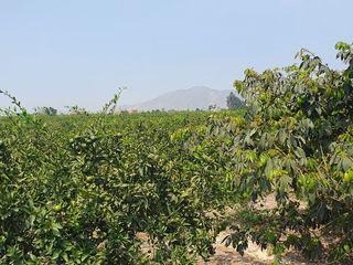Foto 5 de VENDO TERRENO AGRICOLA A 13 minutos del centro de Huaral y 35m del MegaPuerto de Chancay