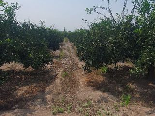 Foto 12 de VENDO TERRENO AGRICOLA A 13 minutos del centro de Huaral y 35m del MegaPuerto de Chancay