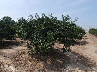 Foto 10 de VENDO TERRENO AGRICOLA A 13 minutos del centro de Huaral y 35m del MegaPuerto de Chancay