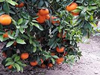 Foto 1 de VENDO TERRENO AGRICOLA A 13 minutos del centro de Huaral y 35m del MegaPuerto de Chancay