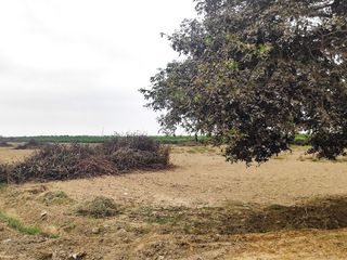 Venta De Terreno Agricola De 3.856 Ha En El Carmen - Chincha