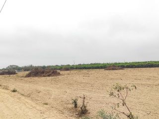 Venta De Terreno Agricola De 3.856 Ha En El Carmen - Chincha