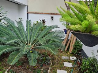 Foto 24 de VENTA CASA SAN BORJA OCASIÓN