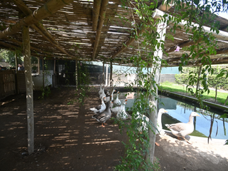 Foto 26 de VENDO CASA DE CAMPO 10,000 M² KM 86 PAN SUR MALA