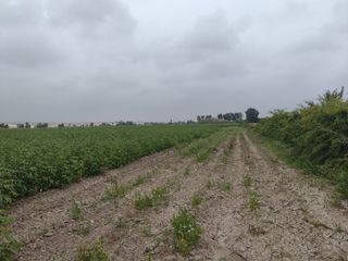 Foto 3 de ¡Terreno en Venta en San Clemente, Pisco! 🌴
