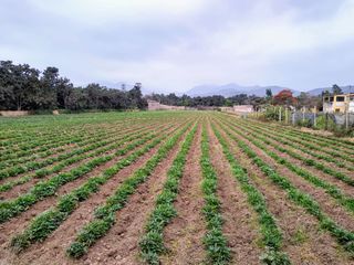 Foto 2 de Terreno en Lurín para Hospedaje, Centro de Eventos, Restaurantes Campestres