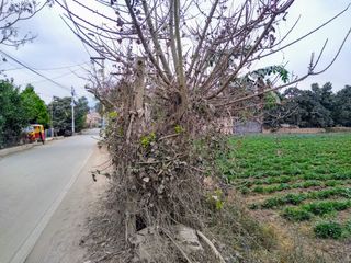 Foto 4 de Terreno en Lurín para Hospedaje, Centro de Eventos, Restaurantes Campestres