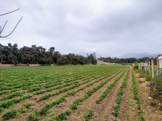 Foto 1 de Terreno en Lurín para Hospedaje, Centro de Eventos, Restaurantes Campestres