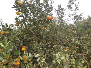 Foto 11 de ¡SE VENDE 10.8 HEC. EN SANTA HILDA, HUARAL!