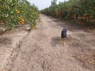 Foto 7 de ¡SE VENDE 10.8 HEC. EN SANTA HILDA, HUARAL!
