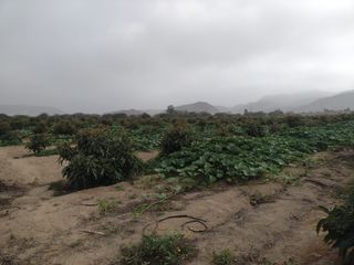 Terreno en Ica, 8,5 hectáreas en Topara, Chincha