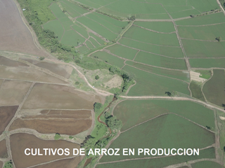 Foto 14 de VENDO TERRENO AGRICOLA INDUSTRIAL EN TARAPOTO PERÚ