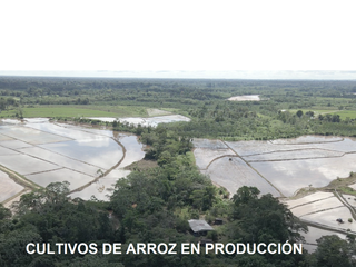 Foto 10 de VENDO TERRENO AGRICOLA INDUSTRIAL EN TARAPOTO PERÚ