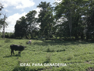 Foto 9 de VENDO TERRENO AGRICOLA INDUSTRIAL EN TARAPOTO PERÚ