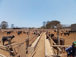 Foto 5 de VENDO TERRENO EN LURIN PARA USOS DIVERSOS