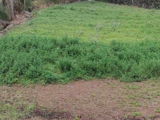 Foto 4 de Terreno en venta sector Ricaurte