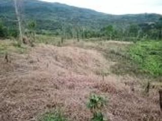Foto 10 de Vendo Terreno Las cumbres Lamas Tarapoto