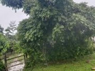 Foto 2 de Vendo Terreno Las cumbres Lamas Tarapoto
