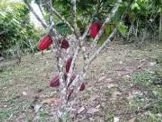 Foto 17 de Vendo Terreno Las cumbres Lamas Tarapoto