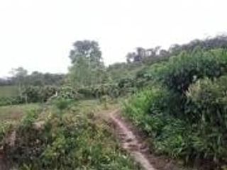 Foto 14 de Vendo Terreno Las cumbres Lamas Tarapoto