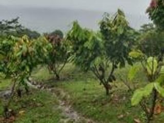 Foto 5 de Vendo Terreno Las cumbres Lamas Tarapoto