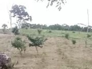 Foto 15 de Vendo Terreno Las cumbres Lamas Tarapoto