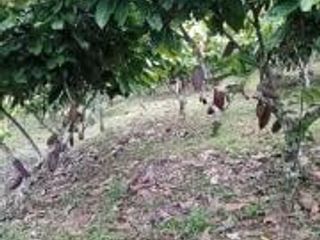 Foto 18 de Vendo Terreno Las cumbres Lamas Tarapoto