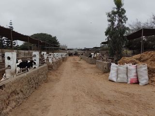 Foto 1 de OCASIÓN LURÍN TERRENO CERCADO DE 6,000m2, IDEAL PARA ESTABLO O CRIANZA DE ANIMALES