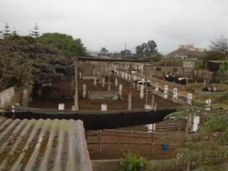 Foto 4 de OCASIÓN LURÍN TERRENO CERCADO DE 6,000m2, IDEAL PARA ESTABLO O CRIANZA DE ANIMALES