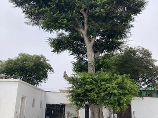Foto 19 de Vendo espectacular e histórica casona en Barranco Monumental - Palacete Sousa - con 2,040 m2 de área libre para construir un proyecto importante