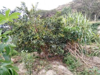 TERRENO EN VENTA GUAYLLABAMBA CON ÁRBOLES FRUTALES