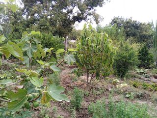 TERRENO EN VENTA GUAYLLABAMBA CON ÁRBOLES FRUTALES