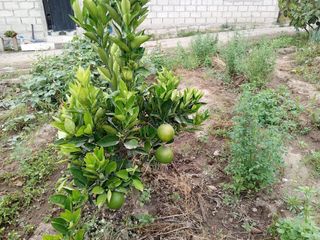 TERRENO EN VENTA GUAYLLABAMBA CON ÁRBOLES FRUTALES